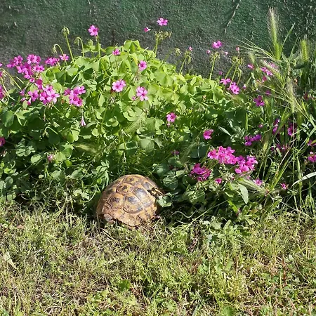 公寓 Vala 比比涅