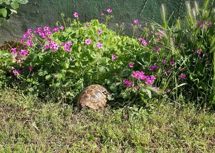 Apartman Vala Bibinje